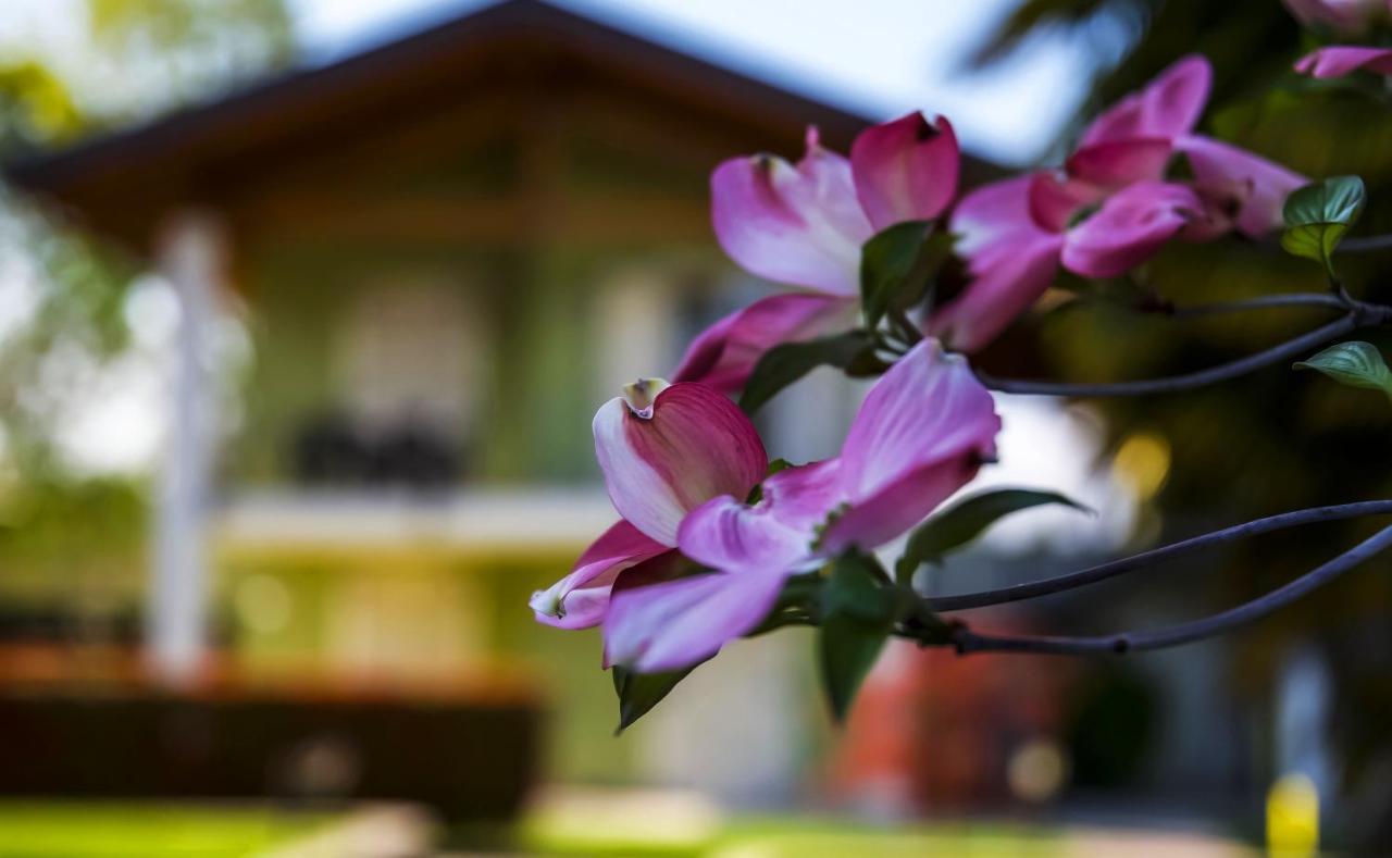 Residence Alice Dormelletto Esterno foto